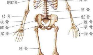 正常人体解剖学