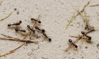 家中有蚂蚁怎么办