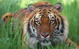 动物园取消钓老虎 如何看待动物园将活驴扔进老虎池