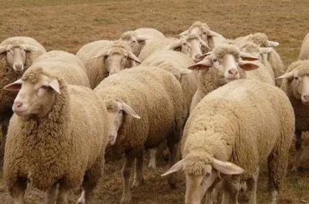 羊转圈圈是怎么回事 羊划圈是什么意思