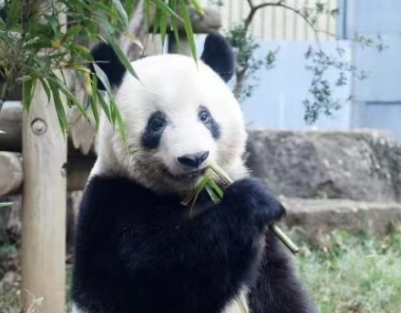 熊猫香香回国延期 日本再次推迟送回人气大熊猫香香